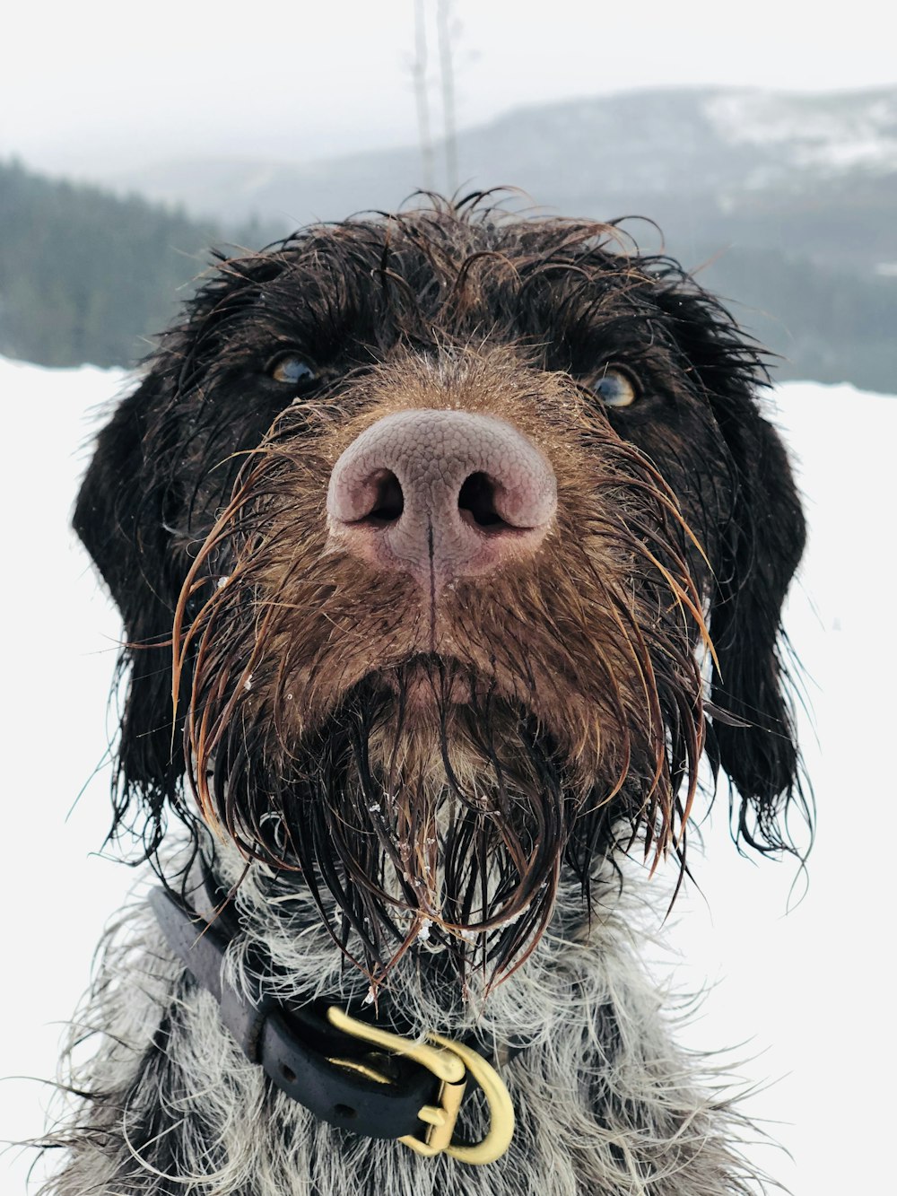 adult brown and white pointing griffon