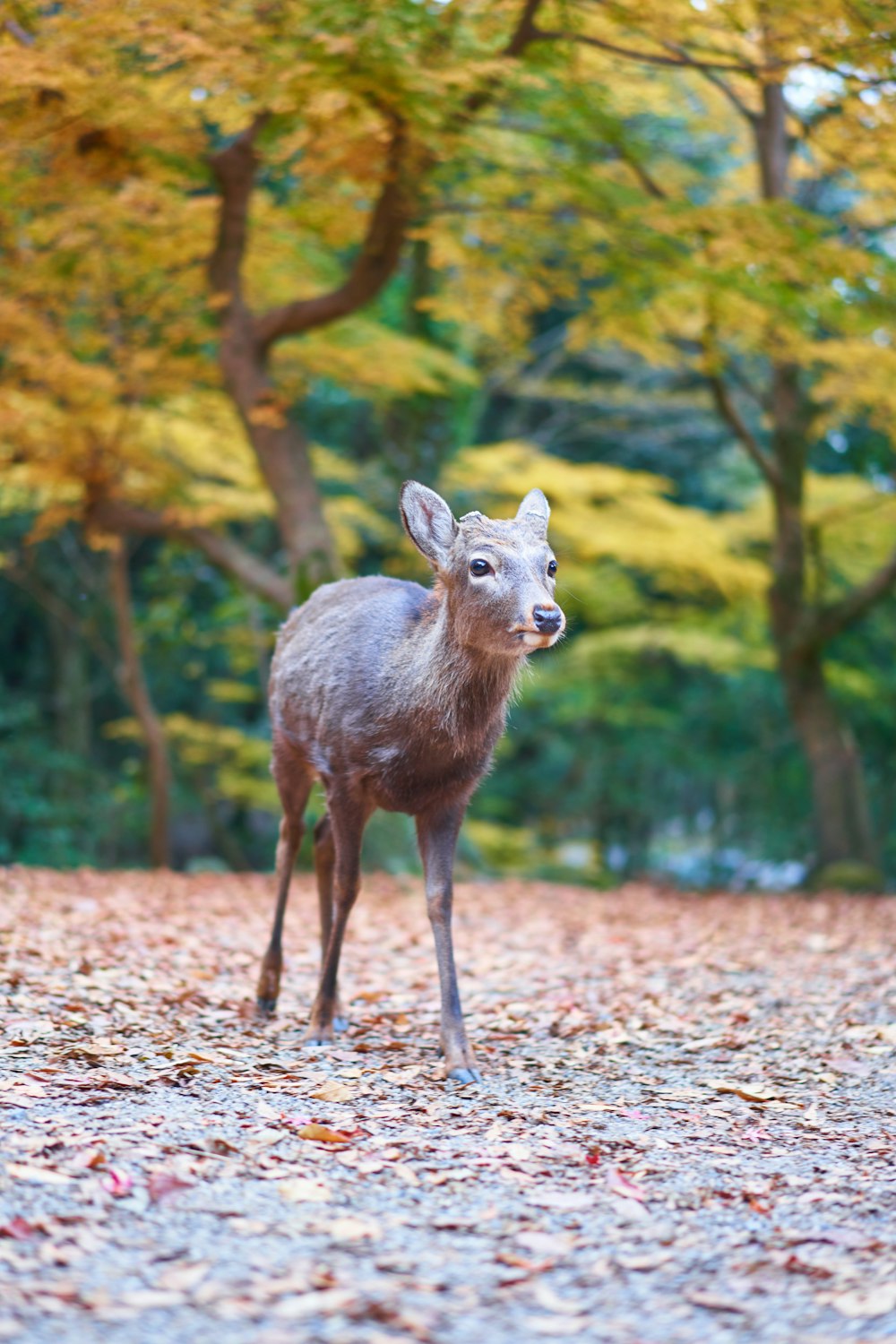 brown deer near trees