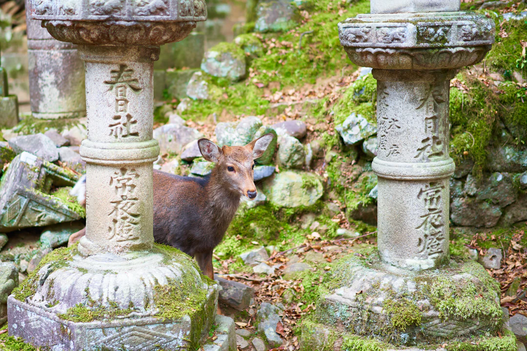 6-Day Nara Luxury Itinerary: Private Temples & Fine Dining