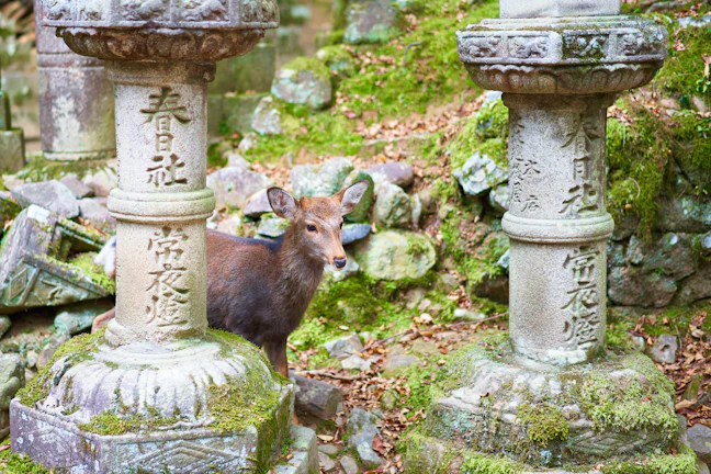 6-Day Nara Luxury Itinerary: Private Temples & Fine Dining