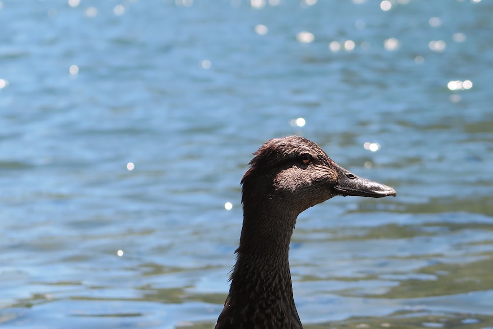 grauer Vogel mit Gewässerhintergrund