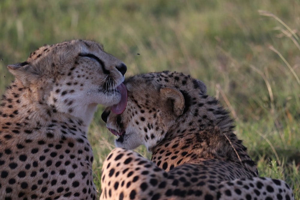 leopard licking another leopard's face