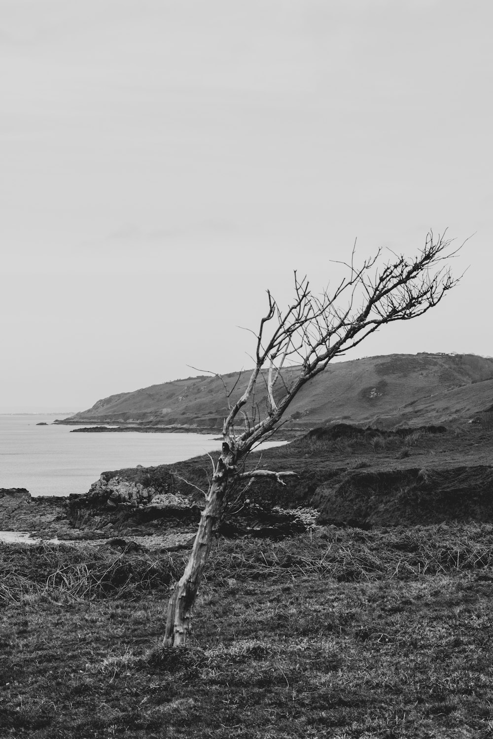 grayscale photography of bare tree