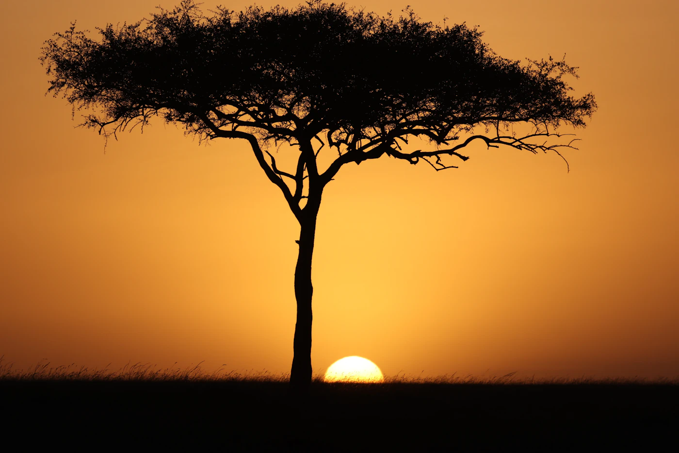 A single tree's silhouette holding the horizon at dusk