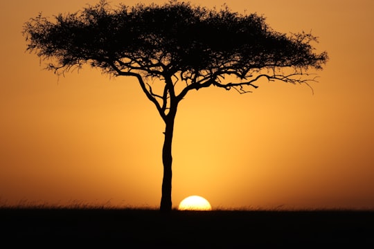 silhouette of tree in Maasai Mara National Reserve Kenya