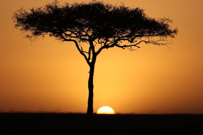 silhouette of tree kenya teams background
