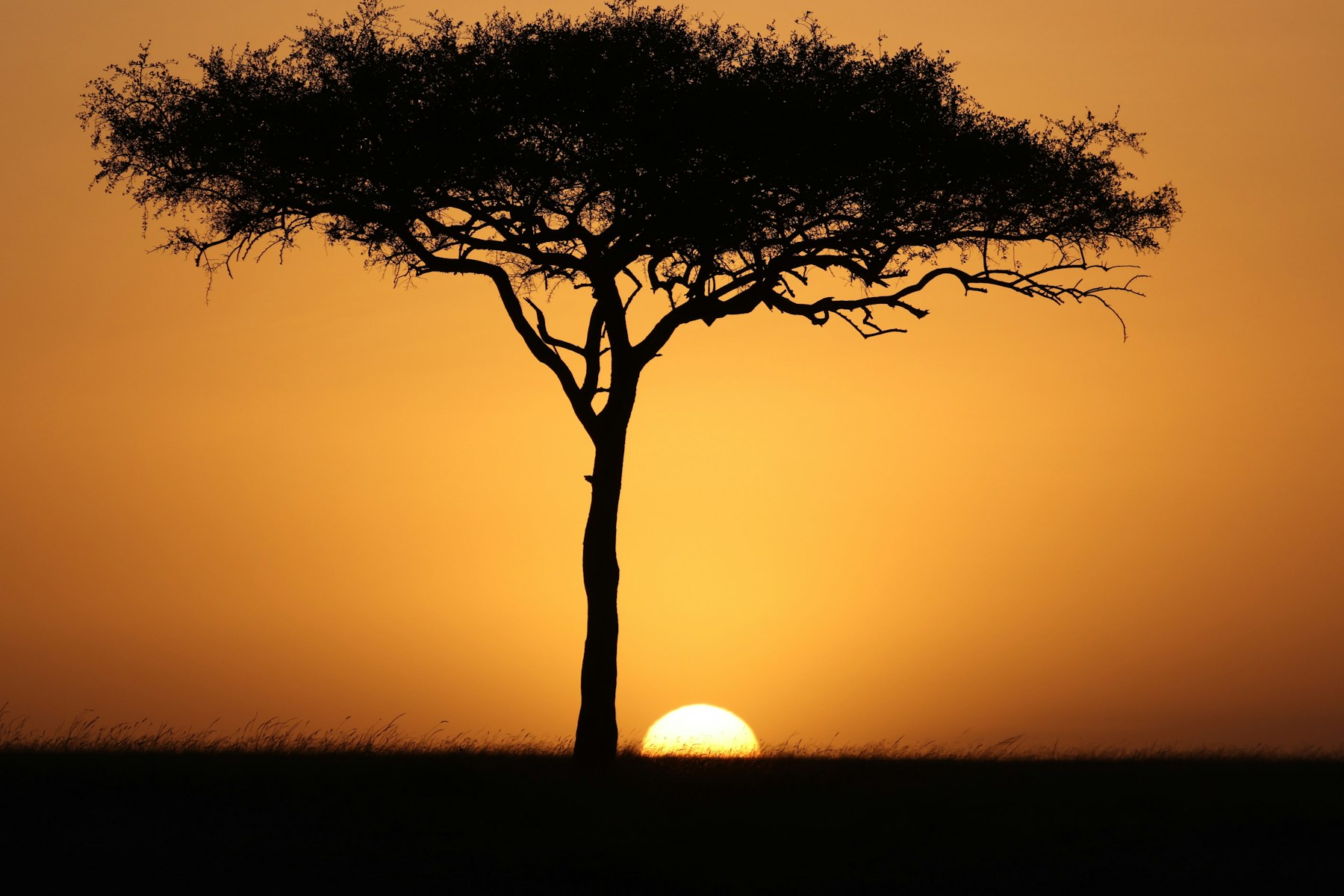 Acacia tree silhouette at golden sunset across the Masai Mara savanna