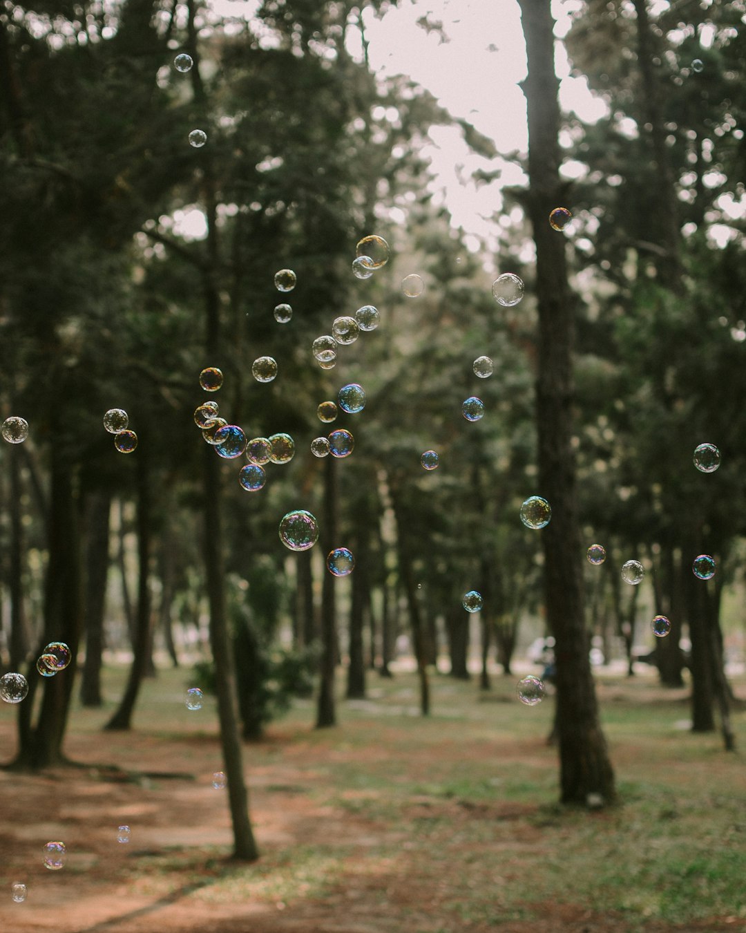 selective focus photography of bubbles with tree as background