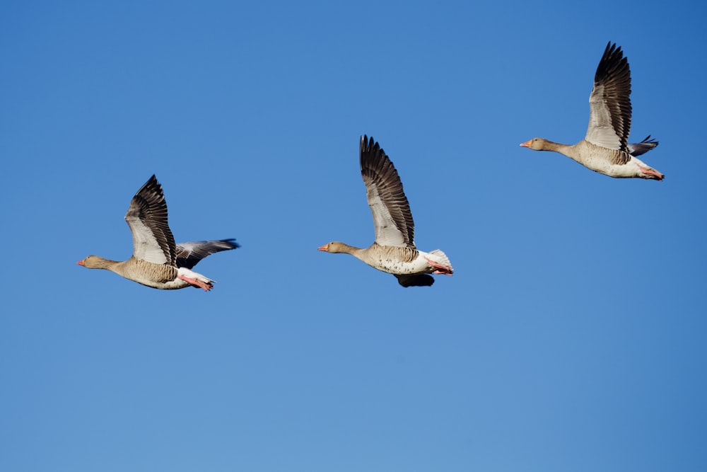 three gray seagulls in flight