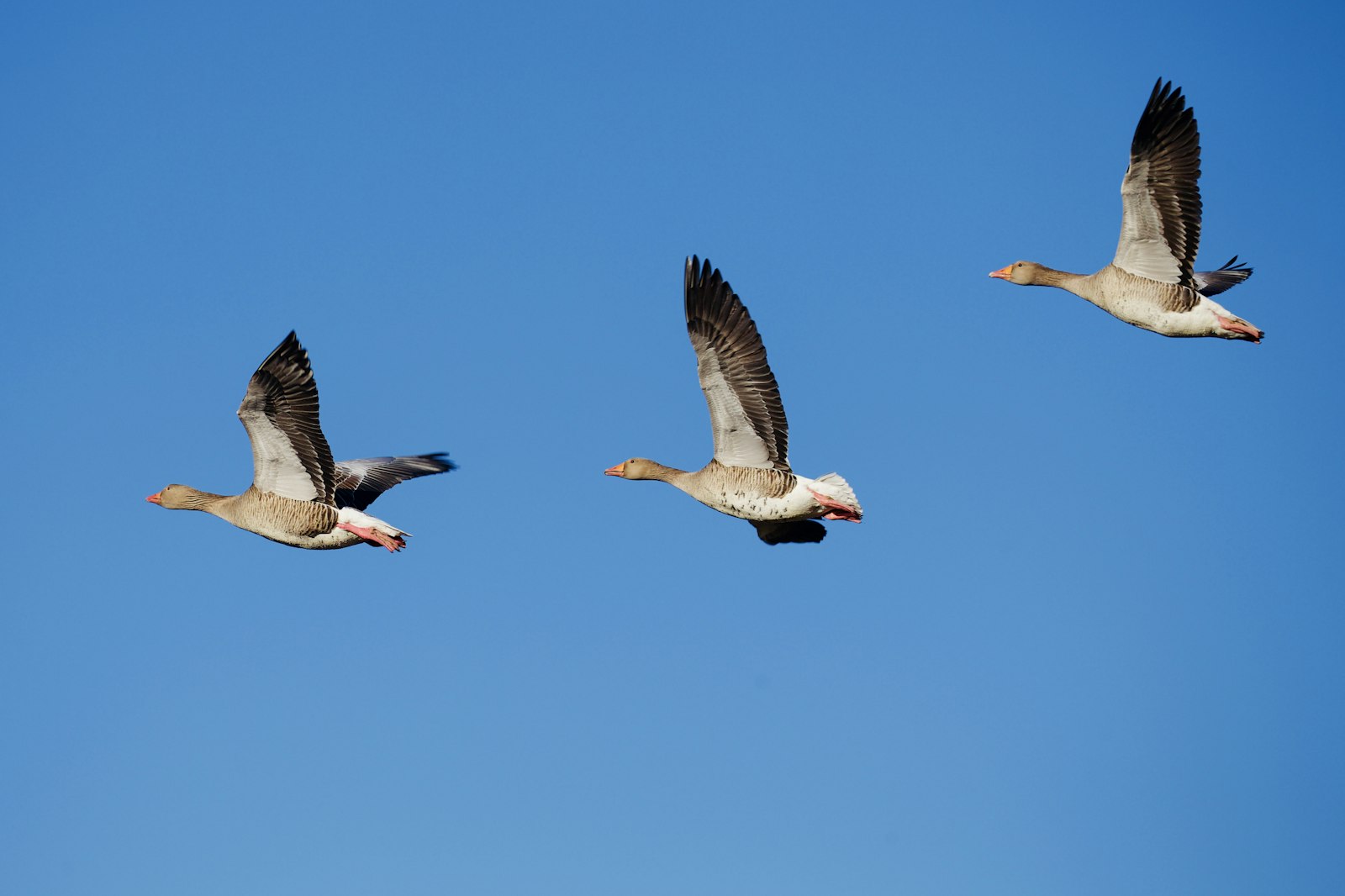 Canon EOS-1D X + Canon EF 100-400mm F4.5-5.6L IS II USM sample photo. Three gray seagulls in photography