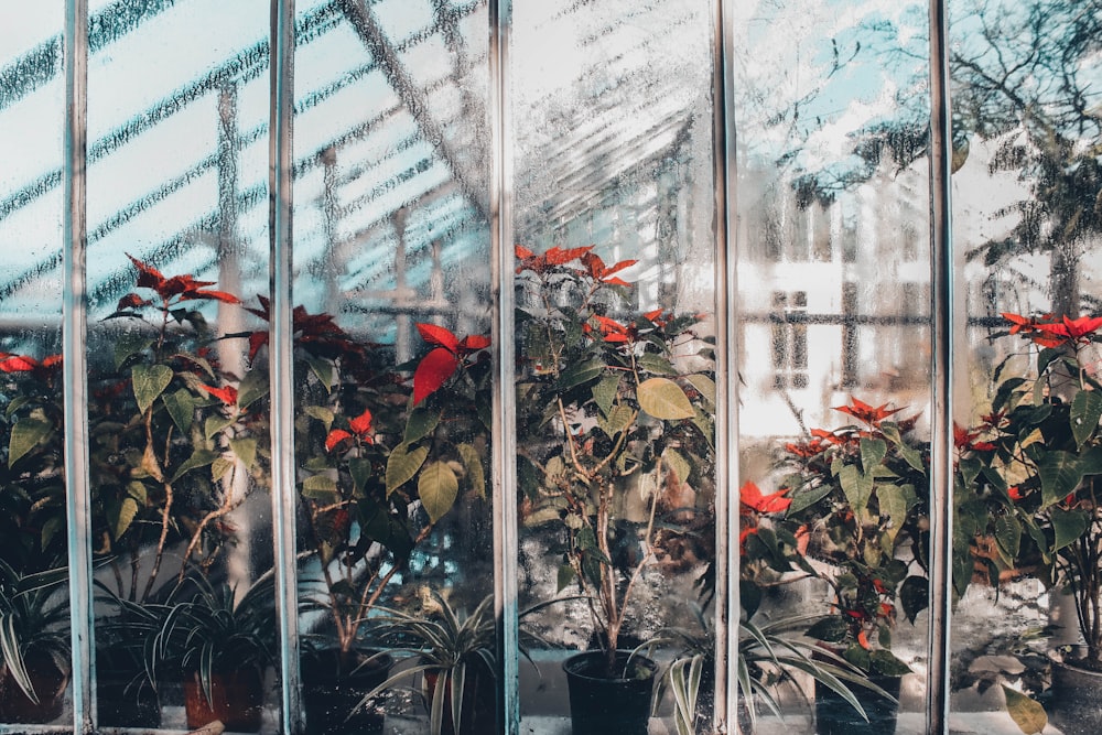 assorted flowers in black pots