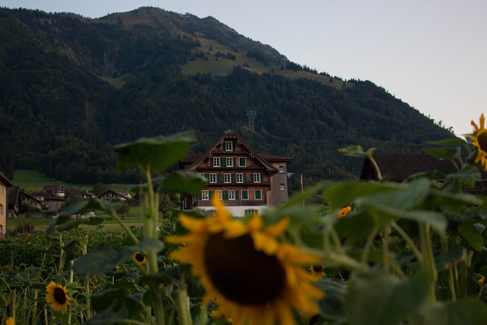 yellow sunflower field