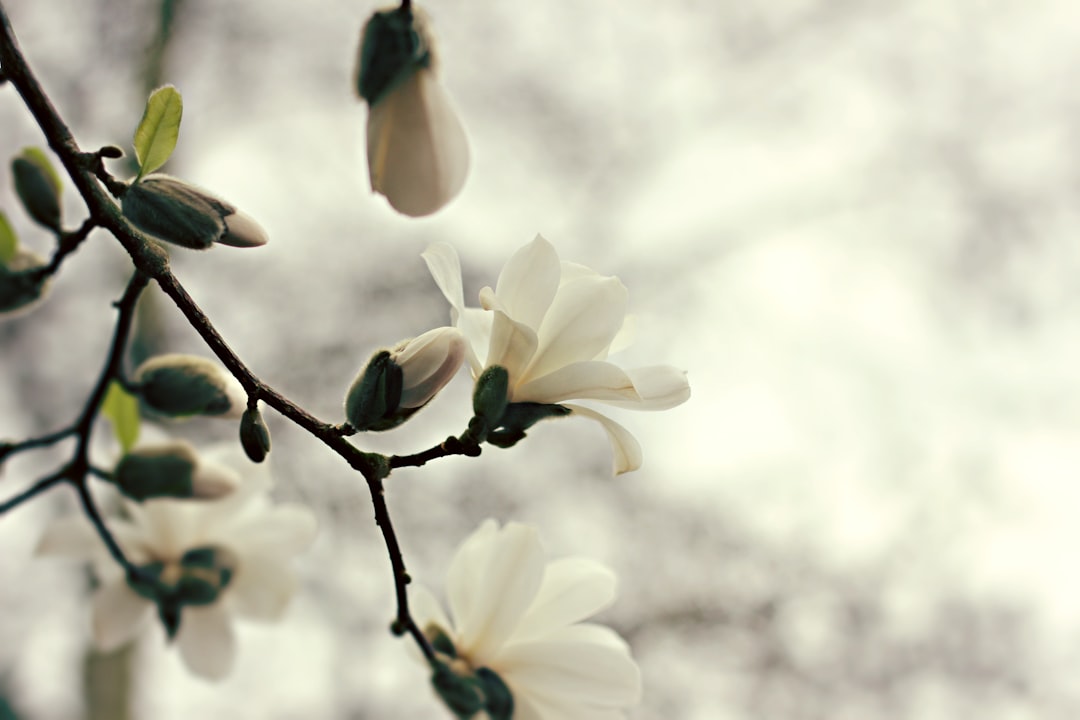 white petaled flower