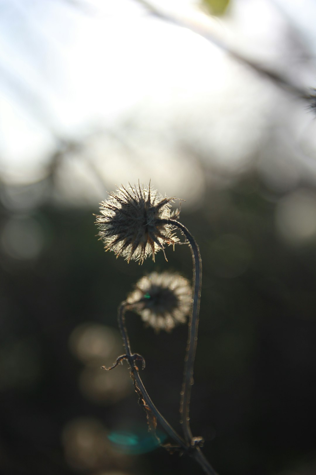 white flower in selective focus photography