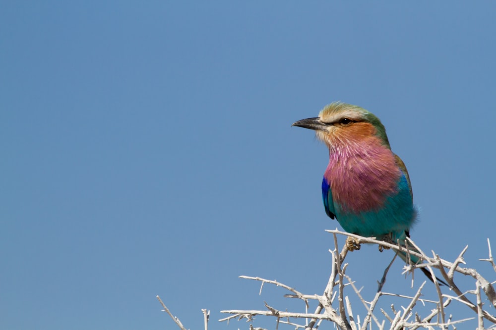 blue and pink bird perched on branch