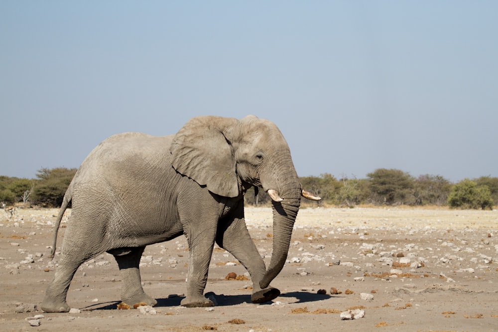 Elefante caminando en el campo durante el día