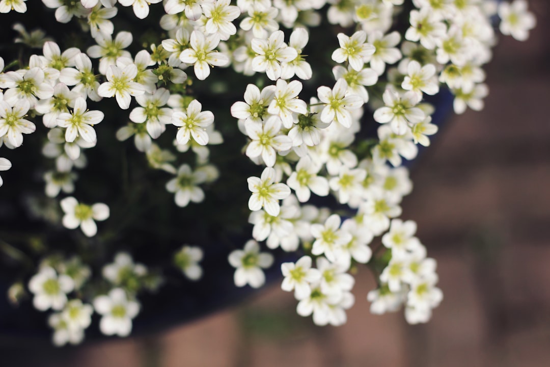 potted white petaled flower