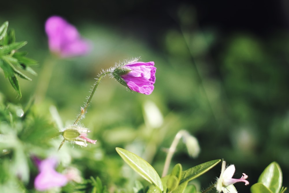 selective focus photography of purple flower