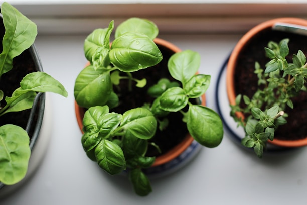 Three potted plants with vibrant green leaves are placed on a light-colored surface. The plants appear healthy and are arranged closely together, with droplets of water visible on the leaves, indicating recent watering.