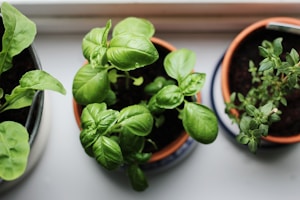 Essential Plants for Every Lover