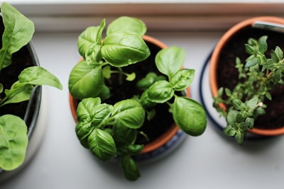 Herb garden in terracotta