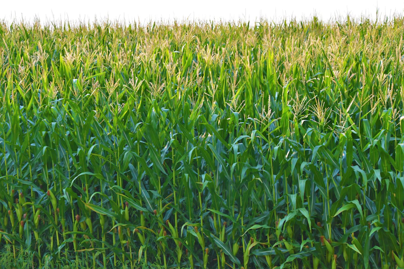 Corn field