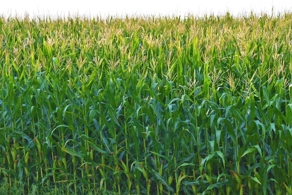 corn field in selective photography