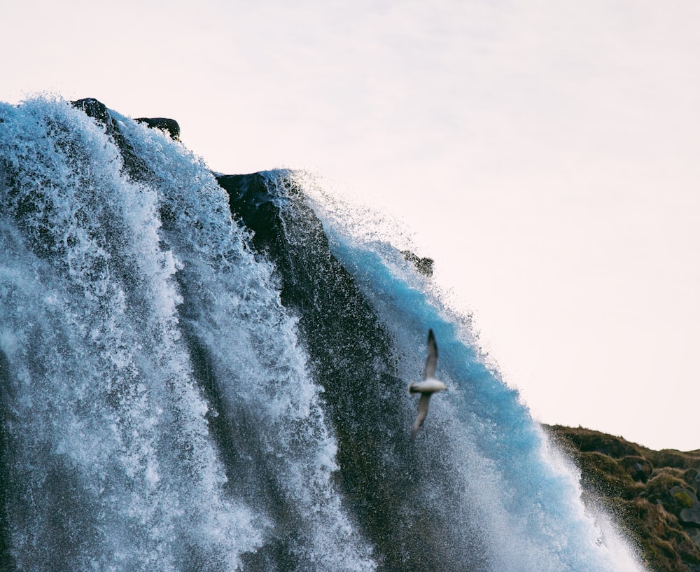 seagull flying near waterfalls