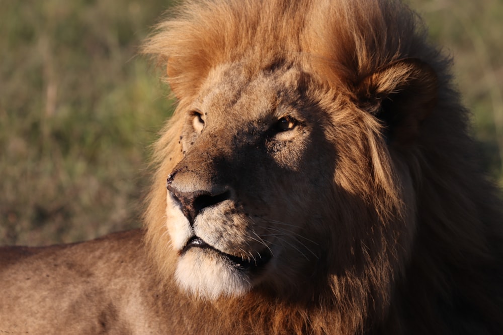 selective focus photography of brown lion during daytime