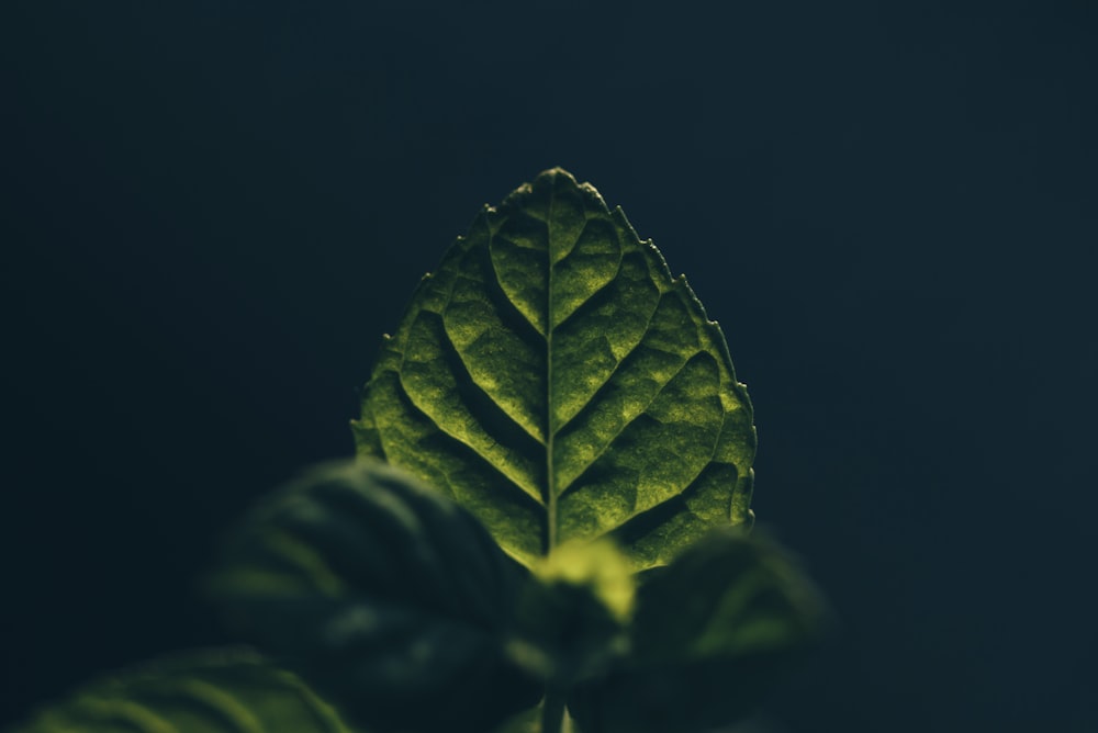 green leaf