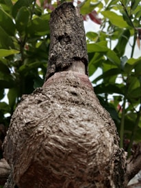 Close-up of Terminalia Arjuna bark and leaves on a wooden table.