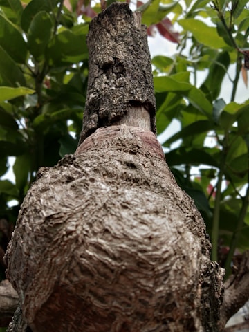 Close-up of Terminalia Arjuna bark and leaves on a wooden table.