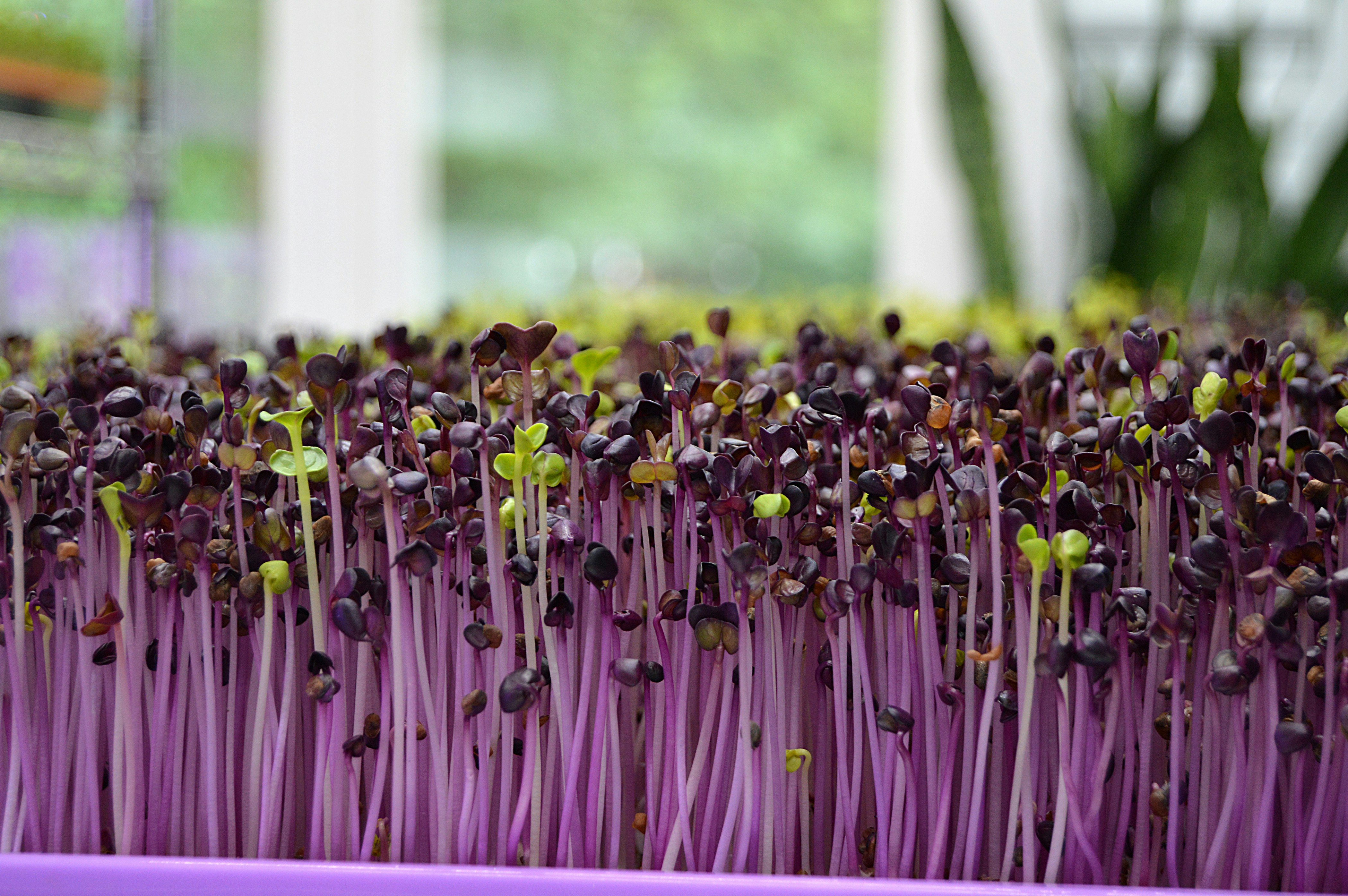 selective focus photography of sprouts during daytime