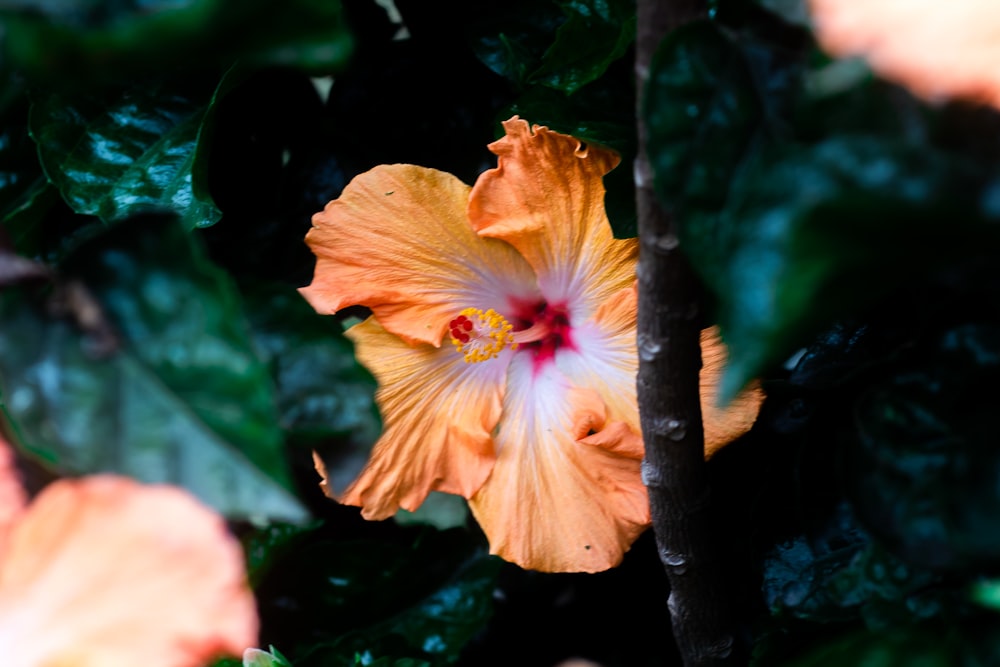 gelbe Hibiskusblüte