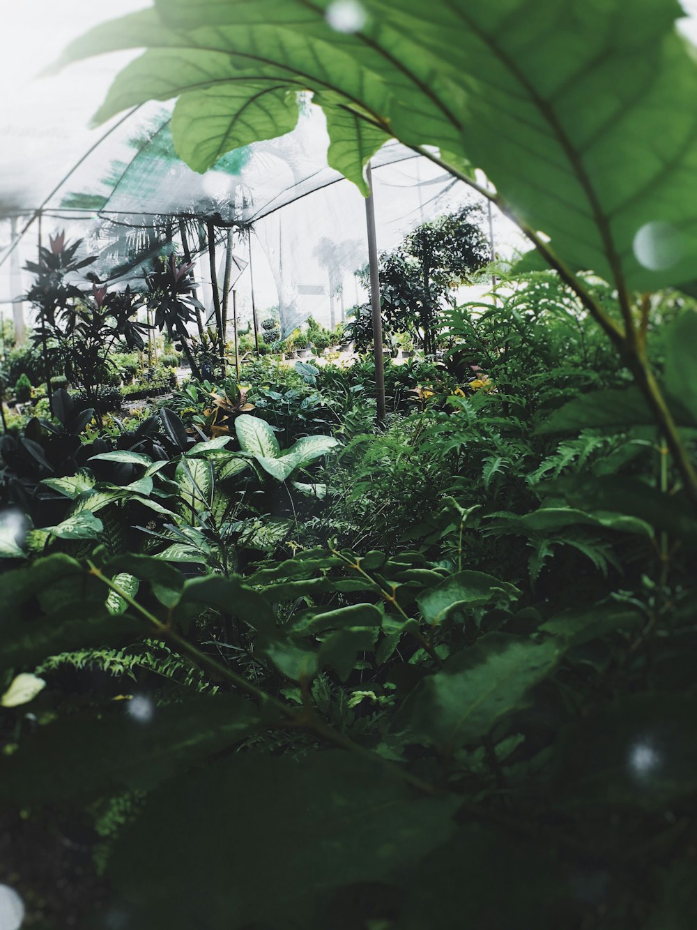 green leafed plant