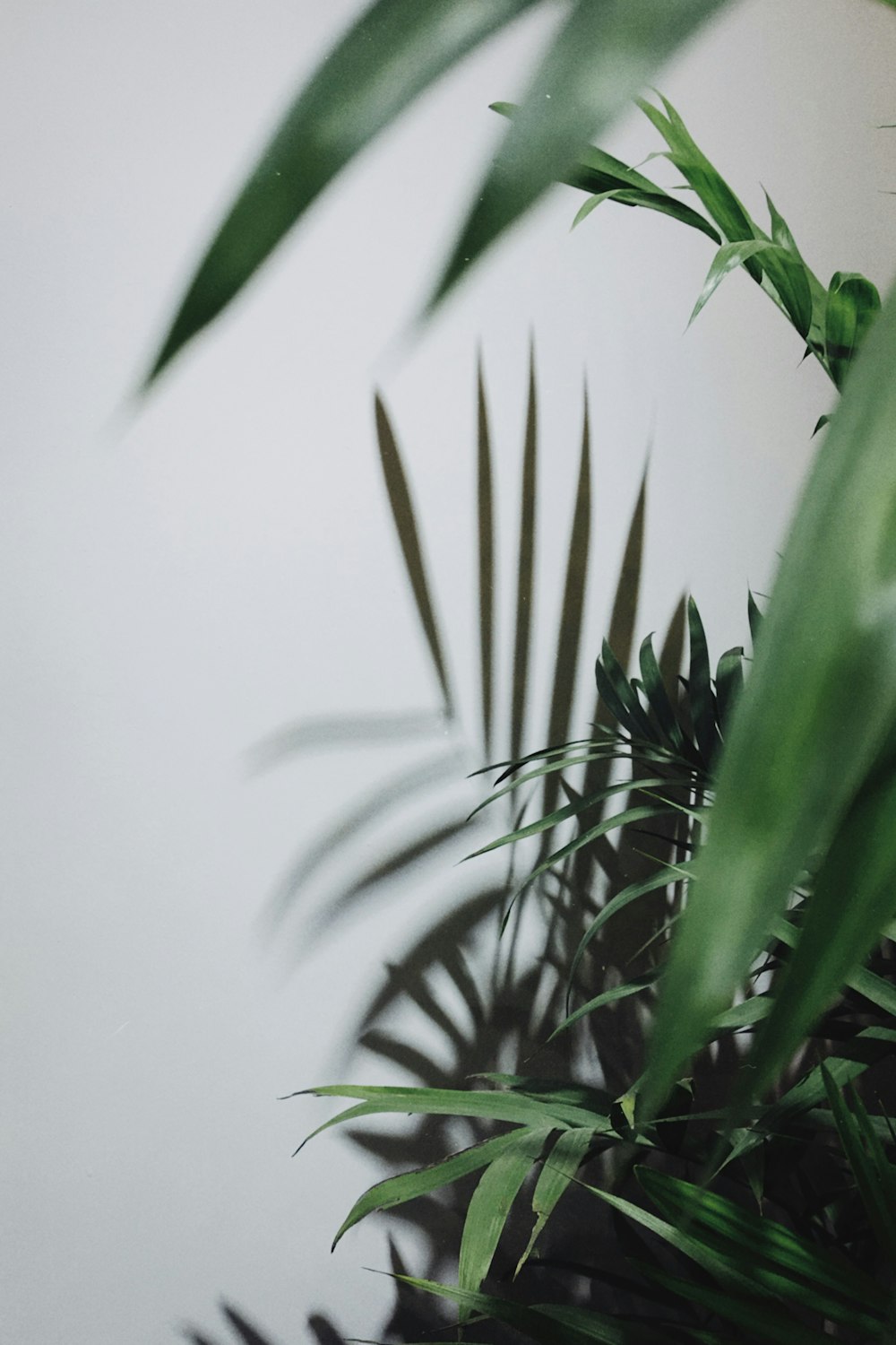 green-leafed plant photography