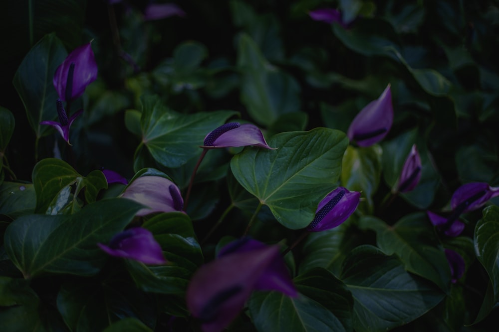 purple calla lily with green leaf field