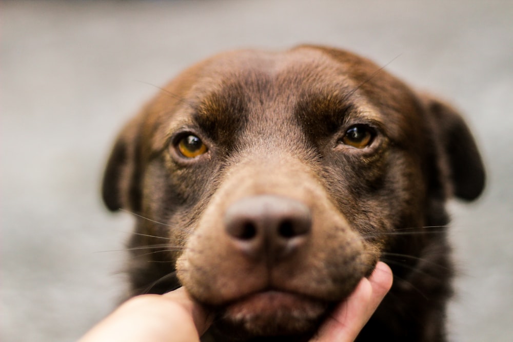 person holding brown short coated dog