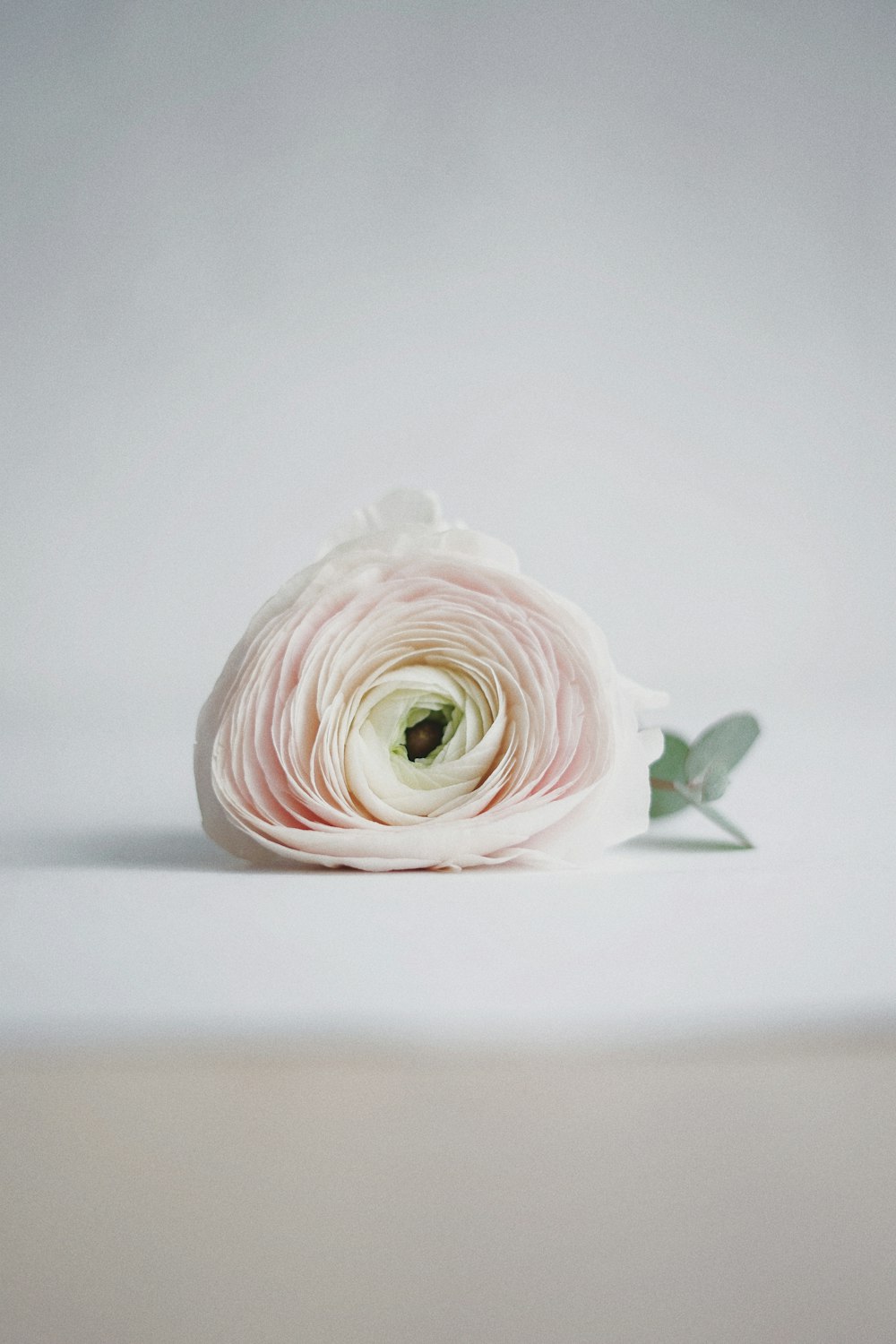 テーブルの上の白いバラの花
