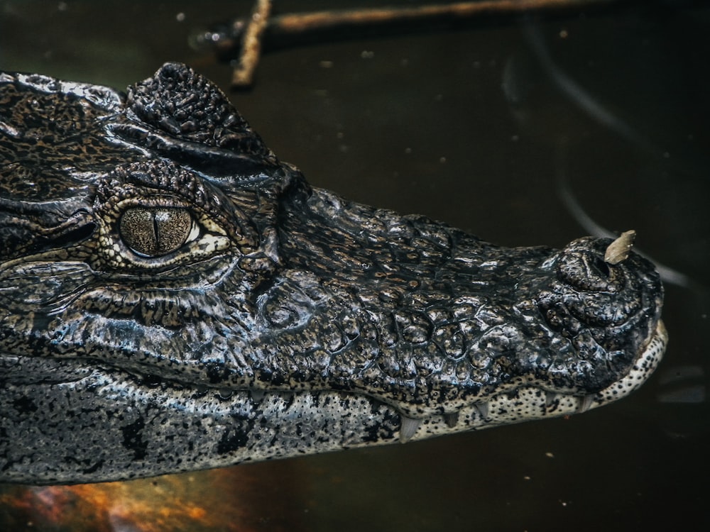 portrait of alligator