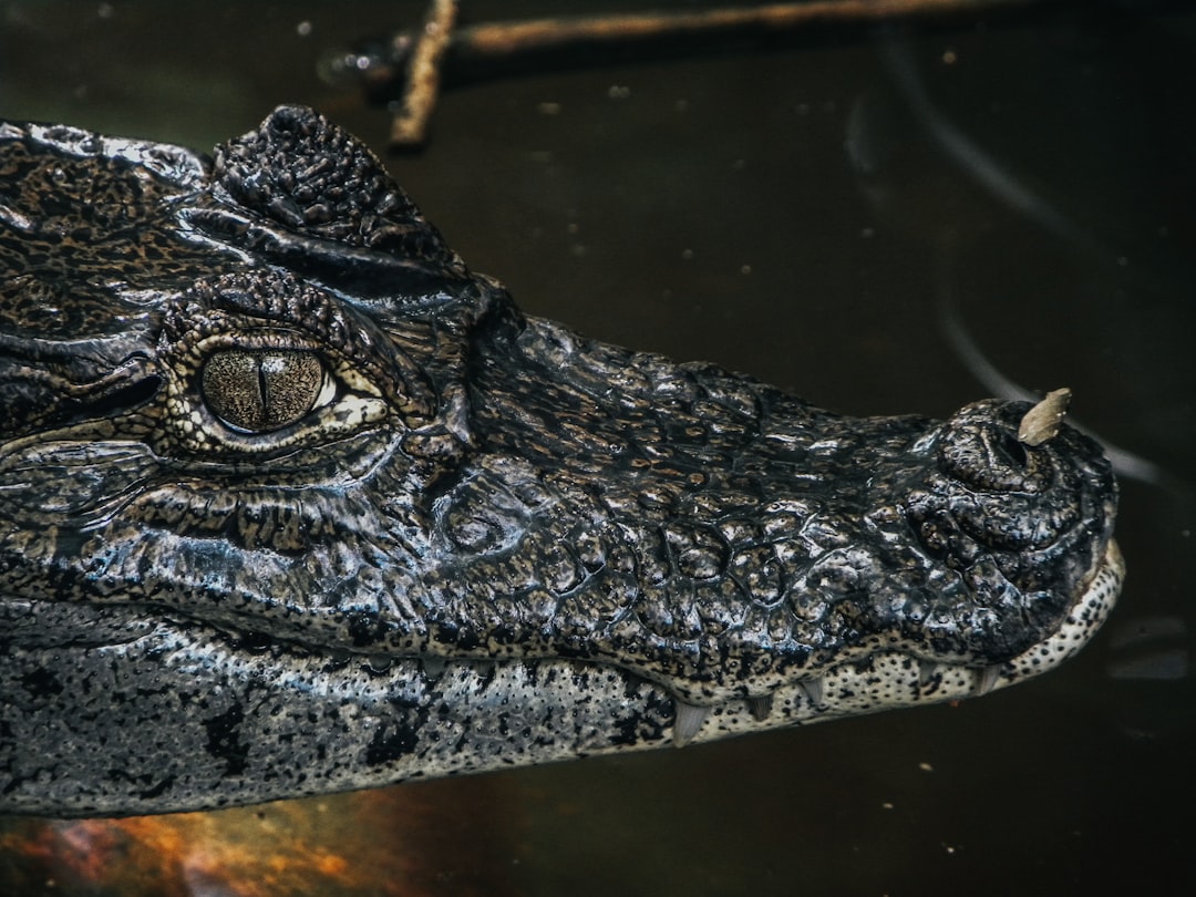 portrait of alligator