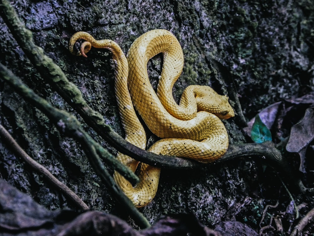 brown snake on the ground