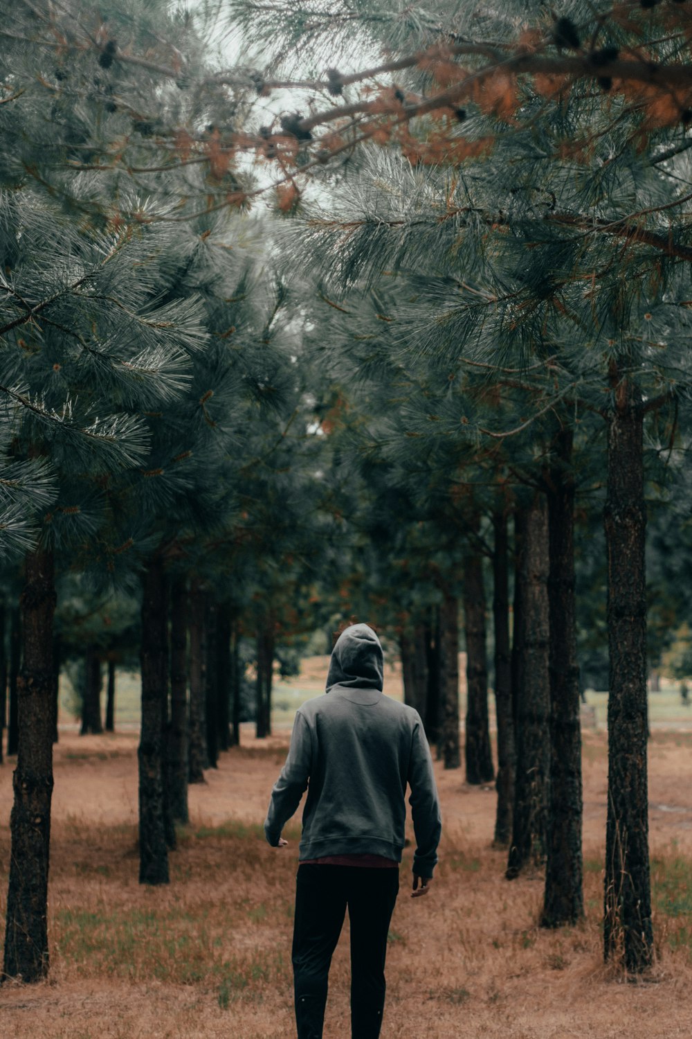 man standing between pine trees