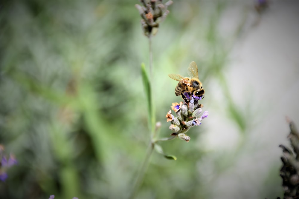 bee on purple-petaled flower