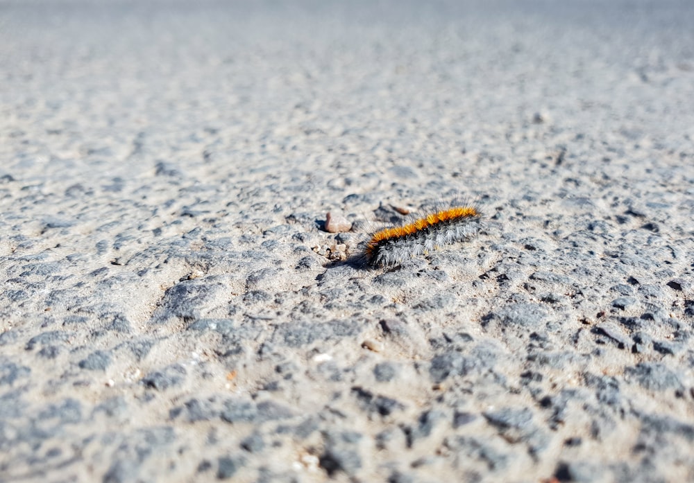 brown millipede