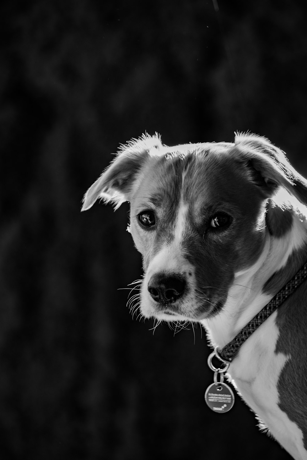 grayscale photo of puppy