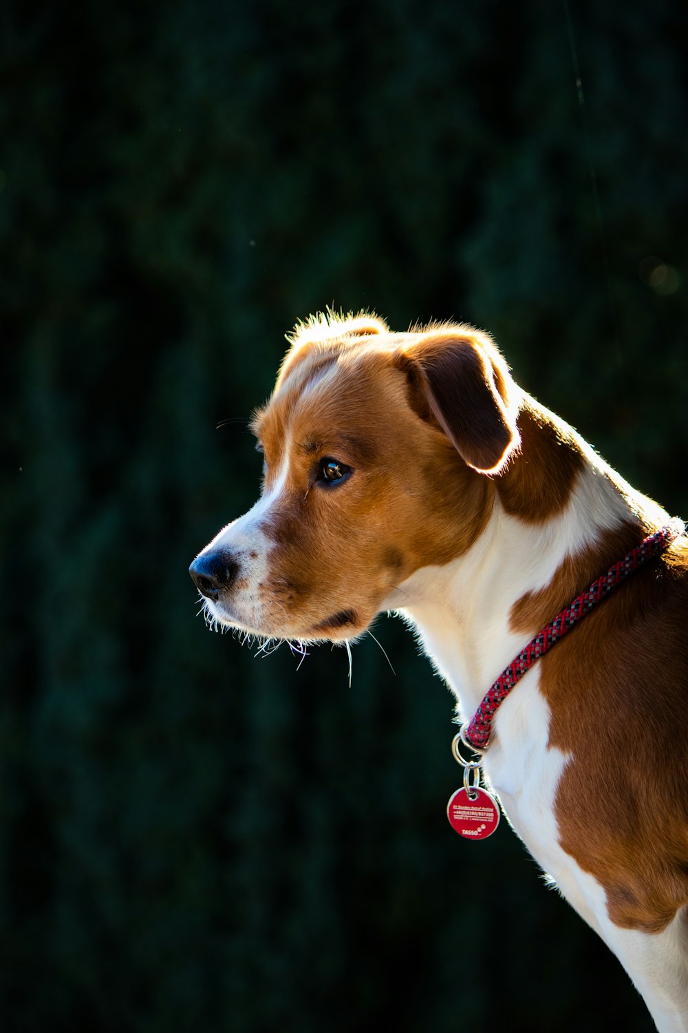 short-coated brown and white dog