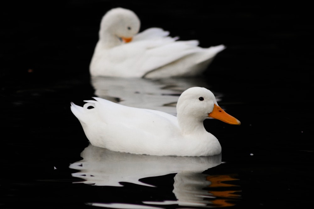 two white ducks on water