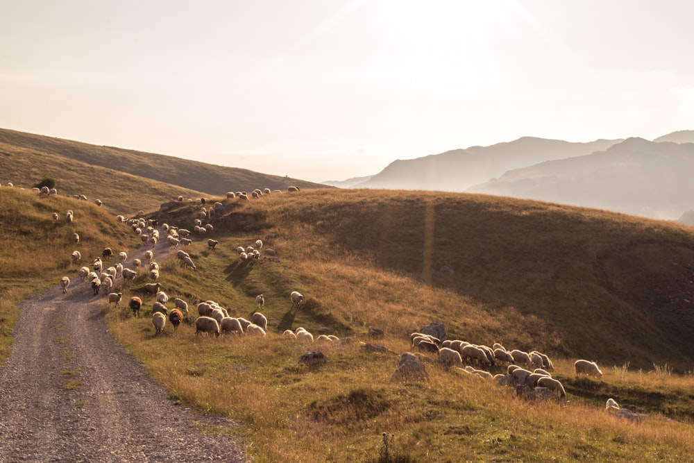 Gruppe von Ziegen, die auf der Farmstraße spazieren gehen