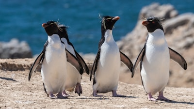 four penguins walking on brown surface near sea during daytime